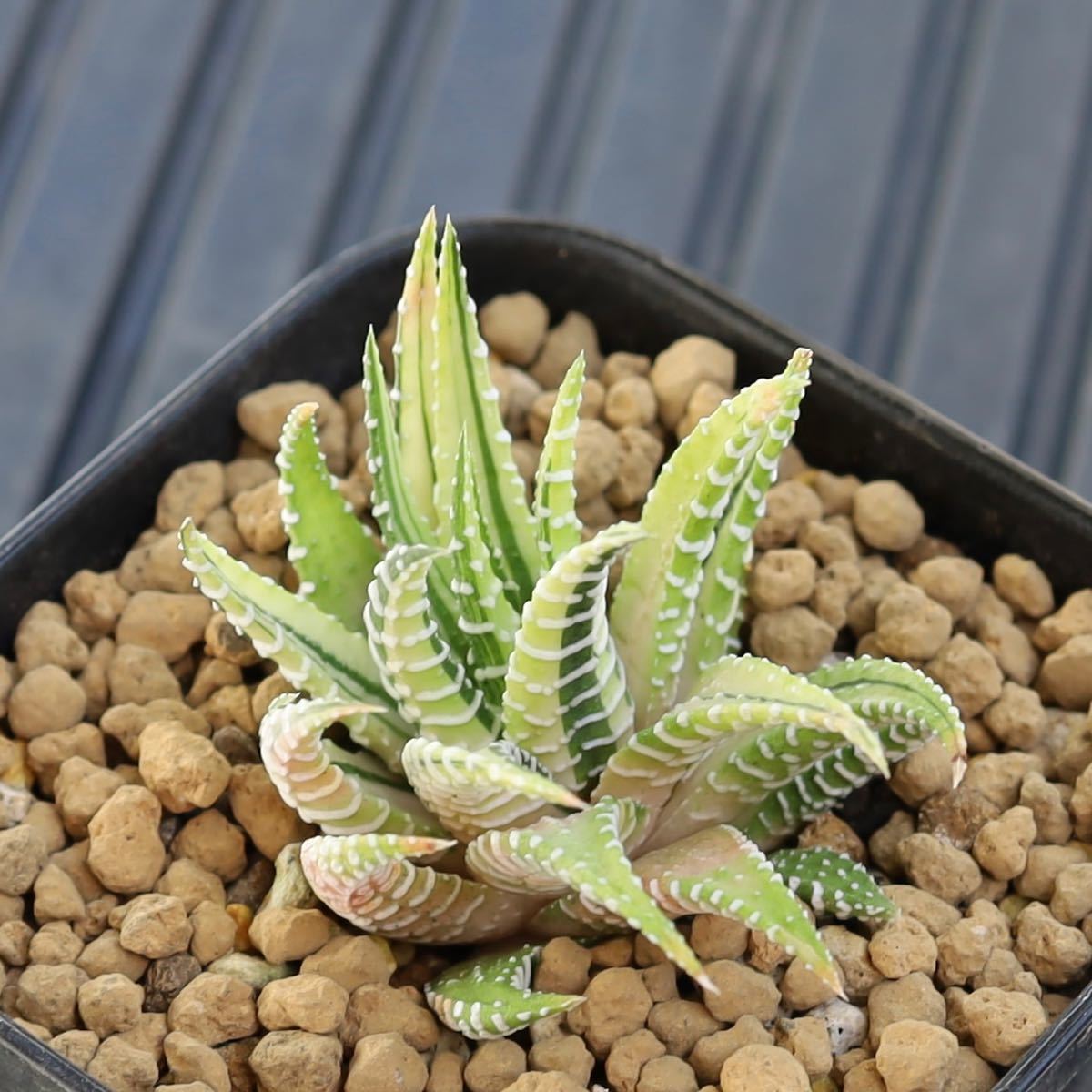 ハオルチア　十二の巻錦　Haworthia fasciata f.variegata 美斑入り　十二の光　多肉植物　プレステラ90型鉢_画像5