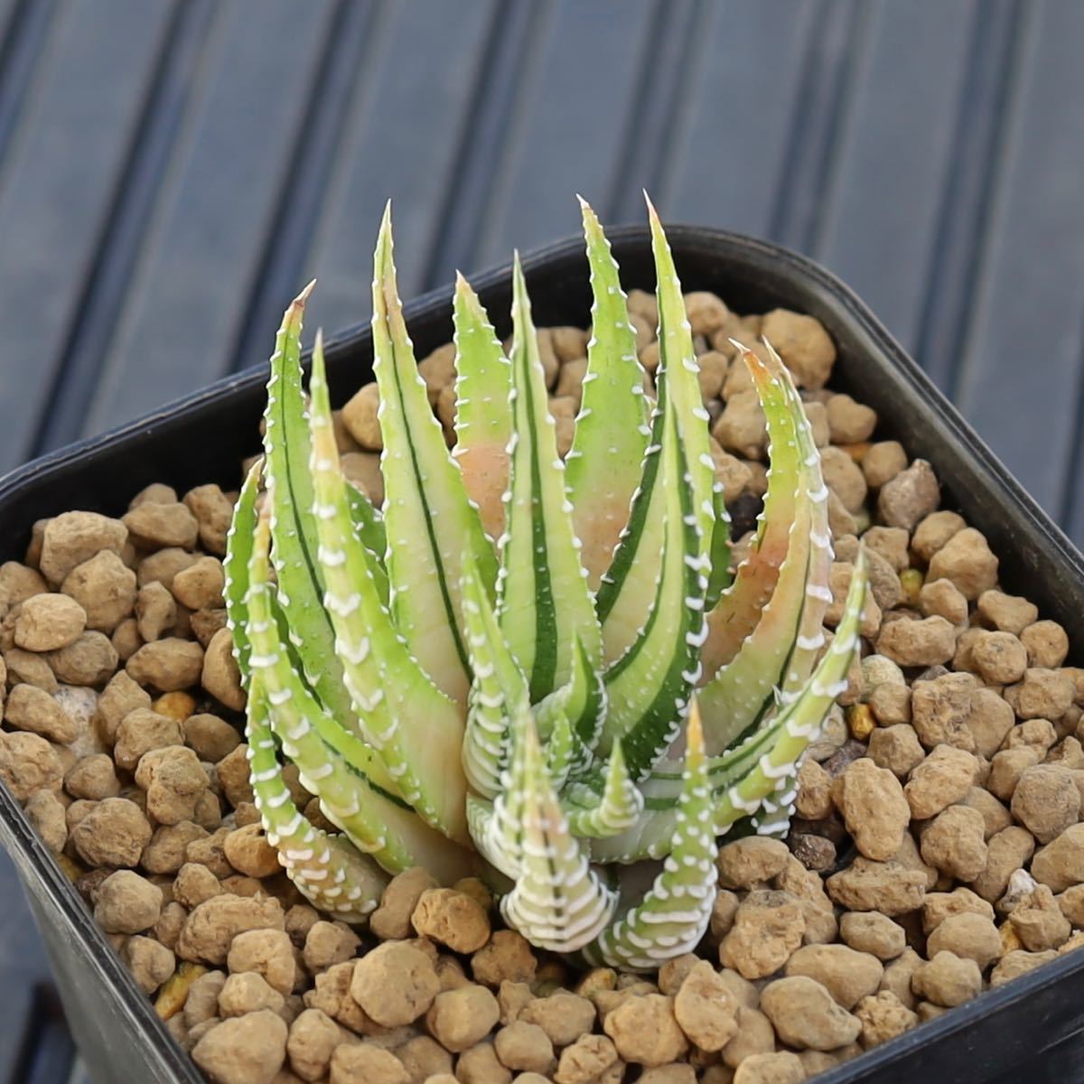 ハオルチア　十二の巻錦　Haworthia fasciata f.variegata 美斑入り　十二の光　多肉植物　プレステラ90型鉢_画像1