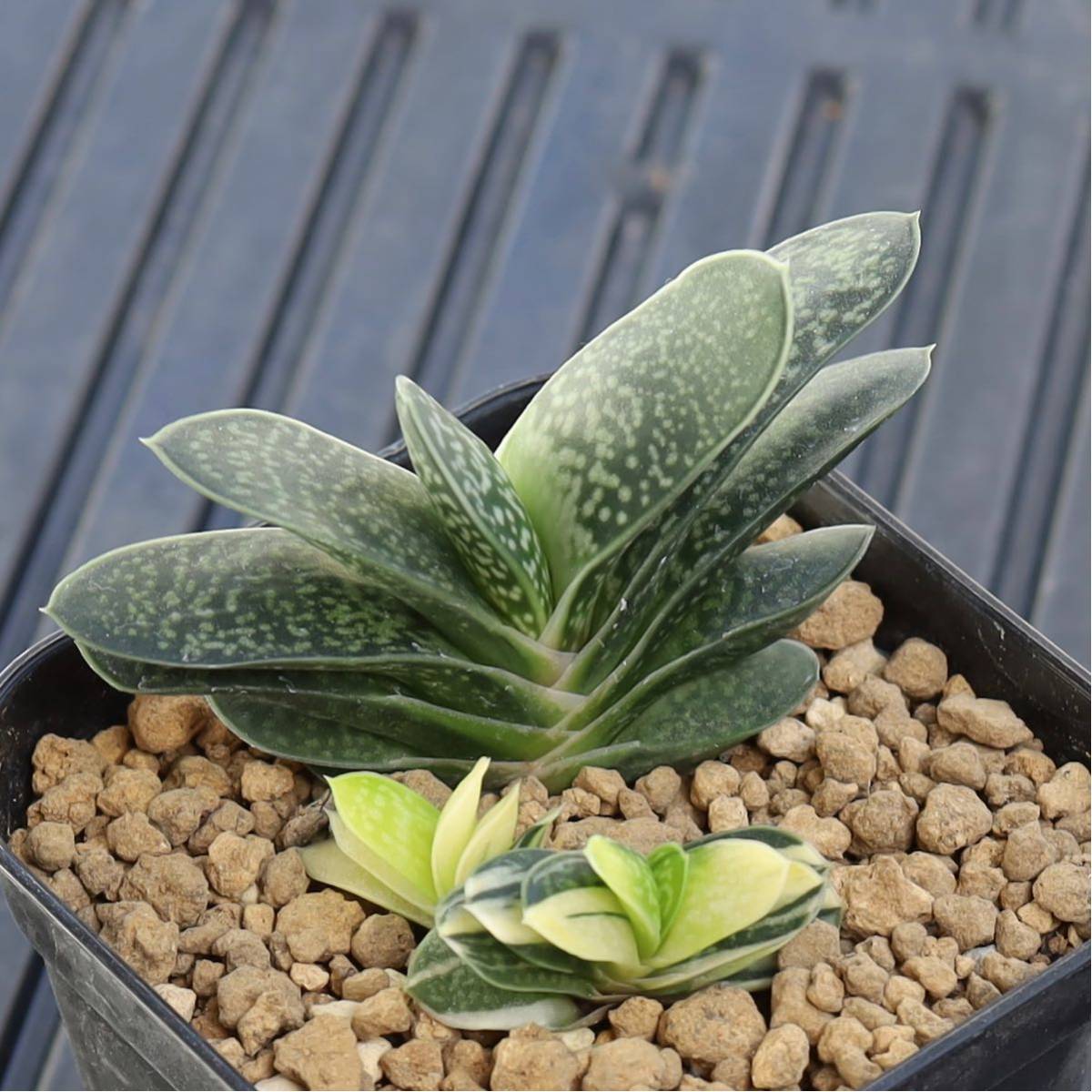 【1円スタート!】ガステリア　子宝錦　Gasteria gracilis v. minima.variegata　斑入り　子付き　多肉植物　プレステラ90鉢_画像1