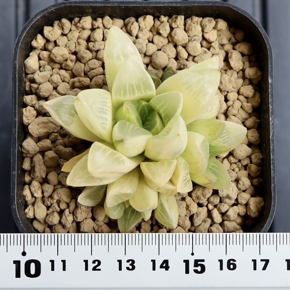 極上班　ハオルチア　パルバ錦　Haworthia parva f. variegata 斑入り　極上班子付き　多肉植物　プレステラ90深型鉢_画像2