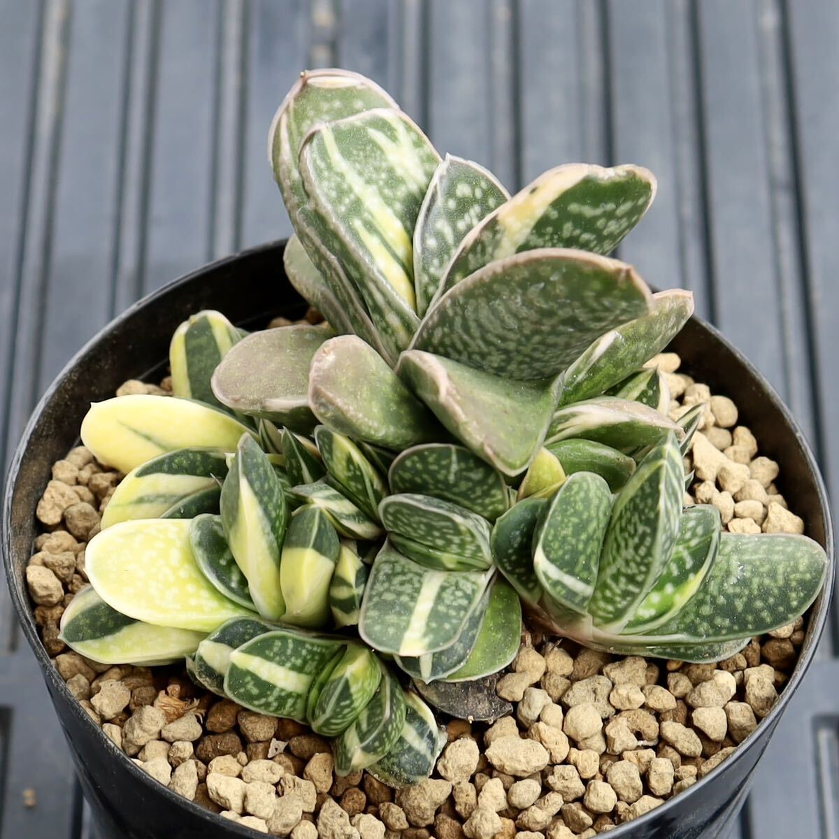 群生美苗　ガステリア　子宝錦　Gasteria gracilis v. minima.variegata　斑入り　子付き　多肉植物　3.5号鉢_画像3