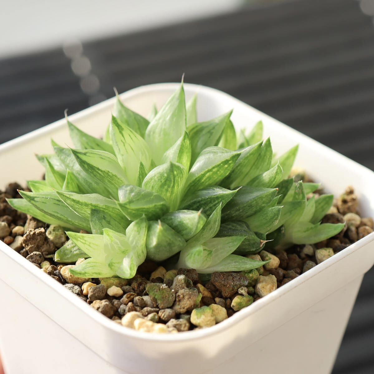 群生株　ハオルチア　氷砂糖　Haworthia turgida f. variegata　子付き　斑入り　多肉植物　プレステラ90型鉢_画像5