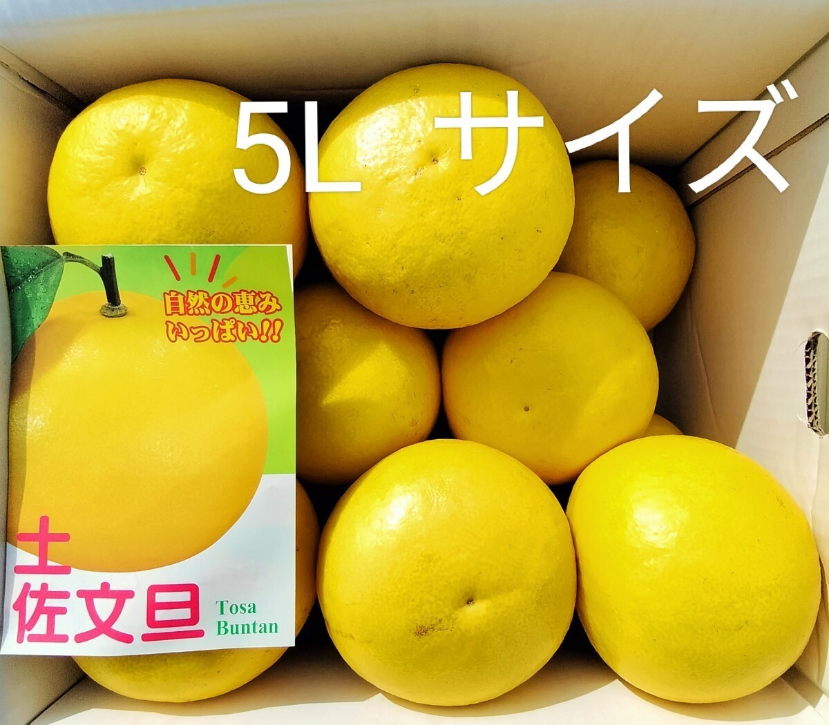 ☆高知産☆　５Lサイズ　約１０Kg　訳あり　宿毛露地文旦　超大玉　１１～１３玉前後入り　☆　家庭用☆　_画像1