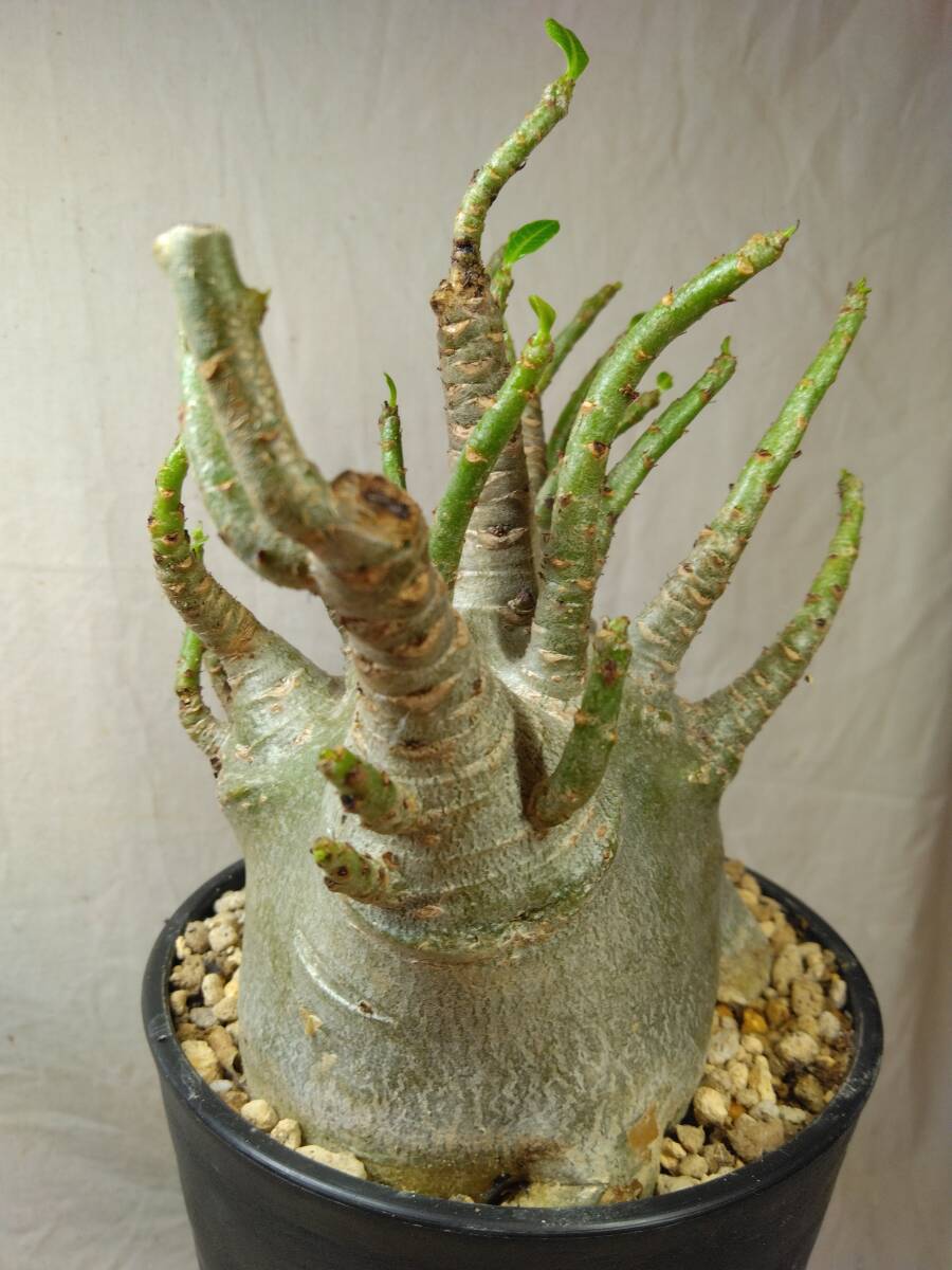 送料込【ドワーフ多頭極太27cm】アデニウム ドワーフ adenium dwarf arabicum セラアート4号ロングごと発送 153の画像4