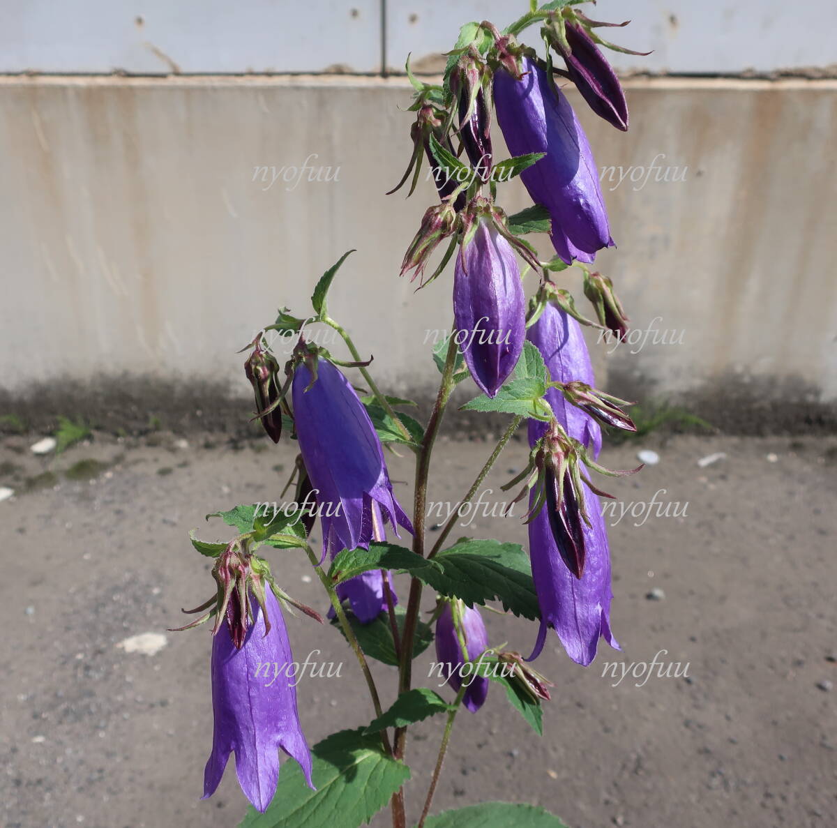 ∮ サラストロの改良種 強健種 青花 ホタルブクロ カンパニュラ パープルセンセーション 耐寒 宿根草 地植え 鉢植え 庭植え ガーデニング_開花時