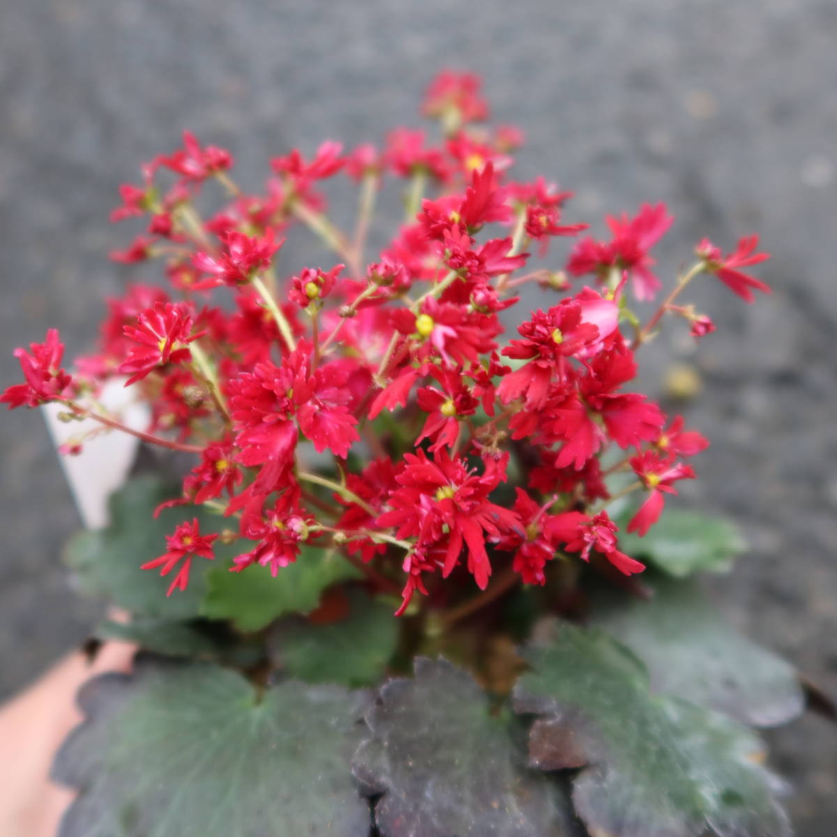 ∮ 大文字草 赤輪 ダイモンジソウ 栽培品 3.5号苗 耐寒 宿根草 山野草 庭植え 地植え 鉢植え ガーデニング の画像1