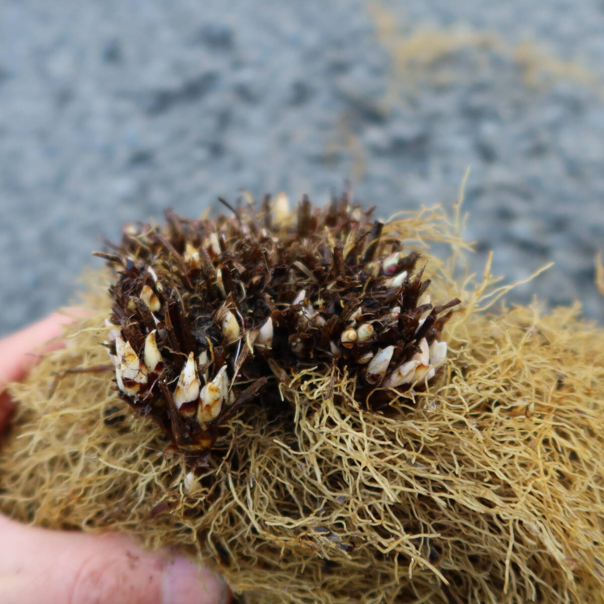 ∮ 大株 竜田草 タツタ草 タツタソウ 6号 ② 山野草 耐寒 宿根草 草花 庭植え 地植え 鉢植え ガーデニングの画像7