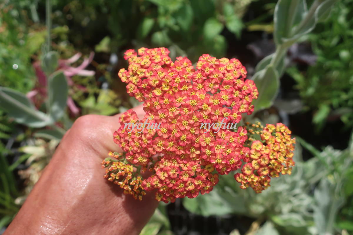 ∮ departure color is good change .. saw saw toli color achillea . root . enduring cold tricolor saw . ground .. potted plant garden ... flower gardening 