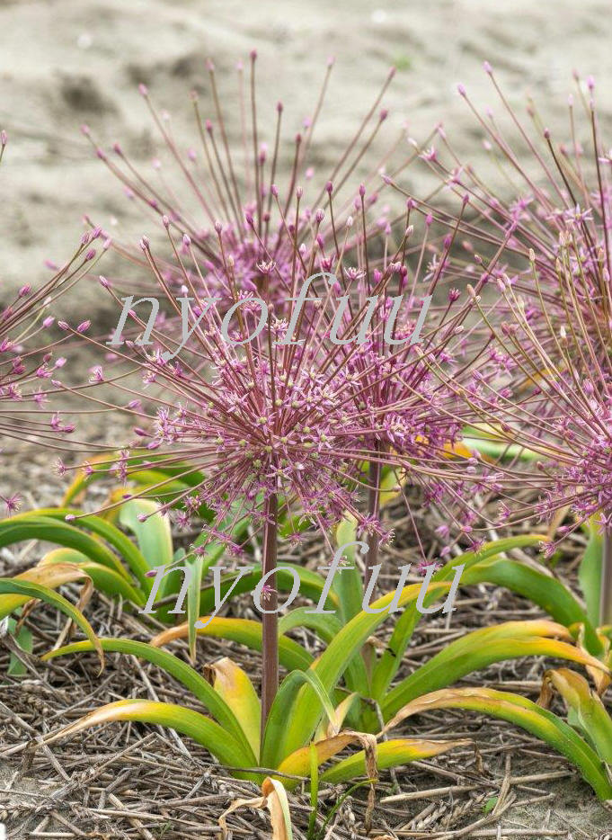 ∮ 花火咲き アリウム シューベルティ 球根 シューベルティー 切り花 耐寒 草花 地植え ガーデニング シュベルティ　シュベルティー　_画像3