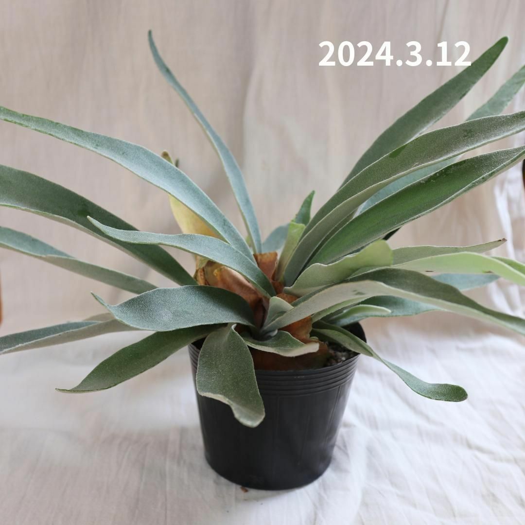 【安心の大きさ！】ビカクシダ ベイチー 鉢植え veitchiiの画像1