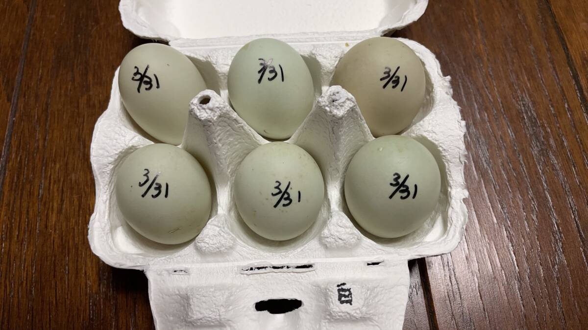 【食用】コールダック 3月31日 白×白 グループ 有精卵 6個 送料無料の画像1