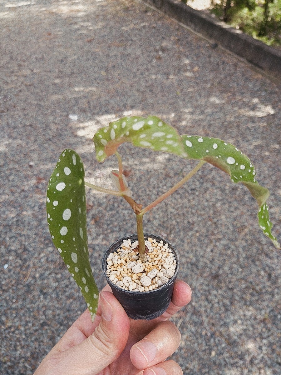 Begonia maculata　ベゴニア　マクラータ　木立性　観葉植物　熱帯植物_画像7