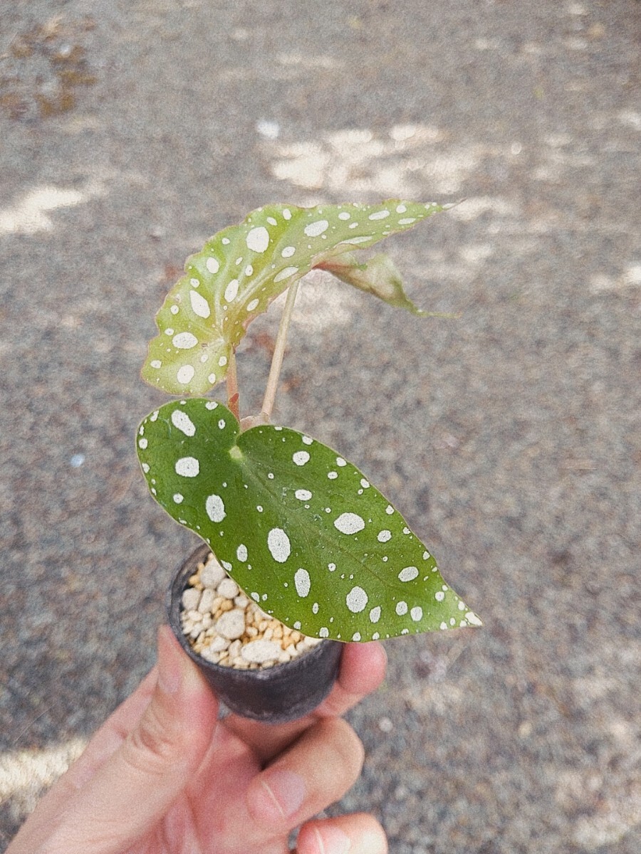 Begonia maculata　ベゴニア　マクラータ　木立性　観葉植物　熱帯植物_画像5