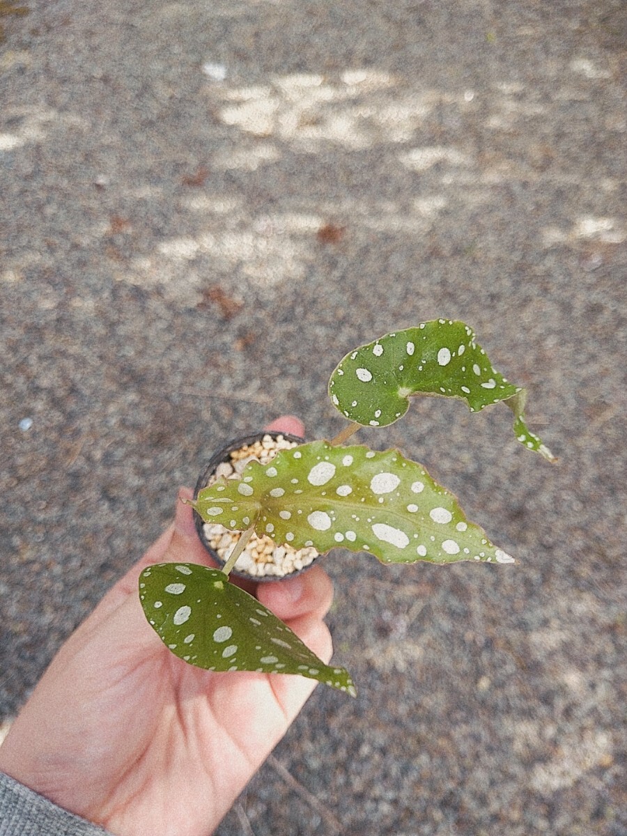 Begonia maculata　ベゴニア　マクラータ　木立性　観葉植物　熱帯植物_画像6