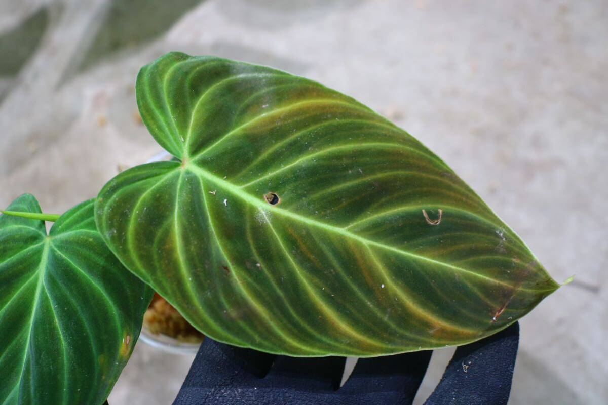 No.021/-TGK-/フィロデンドロン ハイブリッド ‘トゥリュンファン‘/Philodendron Hybrid `Triunphan’_画像3