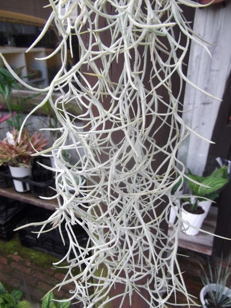 「チランドシア・ウスネオイデス 太葉50～60cm＊Tillandsia usneoides」写真同等品　_画像3