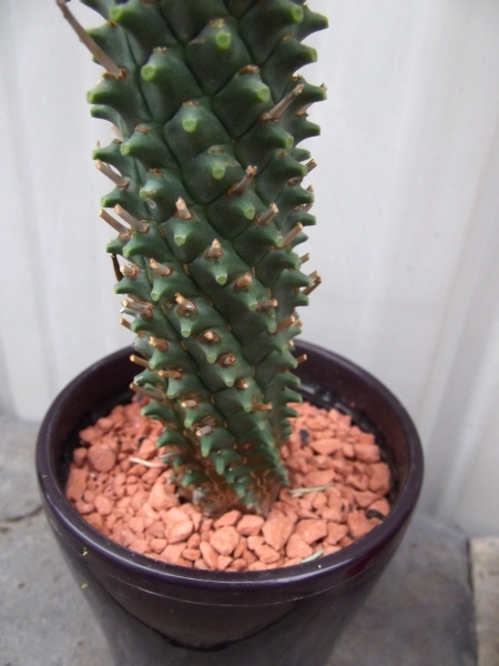 「ユーフォルビア・ブルーシャトウ＊Euphorbia hybrid Blue Chateau」３号　写真同等品　