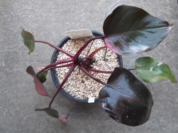 写真現物「フィロデンドロン・ピンクプリンセス＊Philodendron Pink Princess」５号　