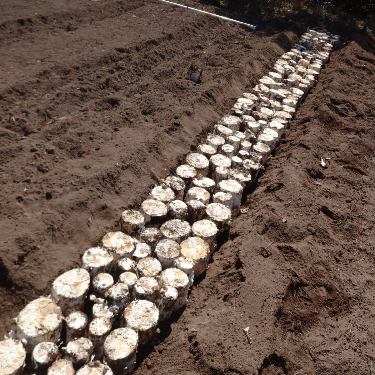 【¥1スタート】＜土埋めレイシ材＞約12～20本詰め合わせ＜クヌギ産卵木＞_土に埋めている様子です