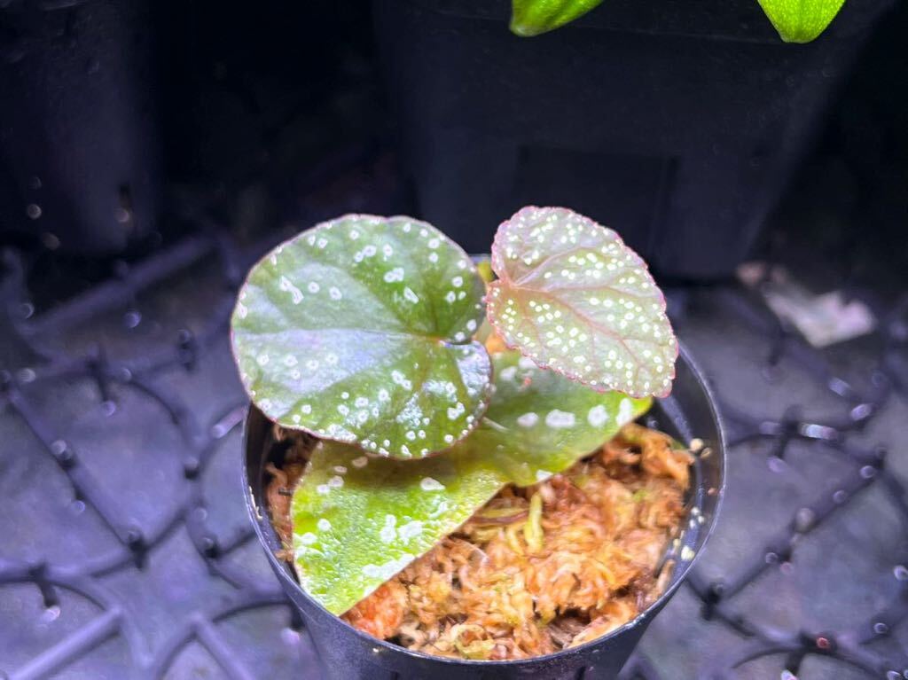 Yahoo!オークション - Begonia phoeniogramma Ⅰ ベゴニア Yahoo!オークション - Begonia phoeniogramma Ⅰ ベゴニア