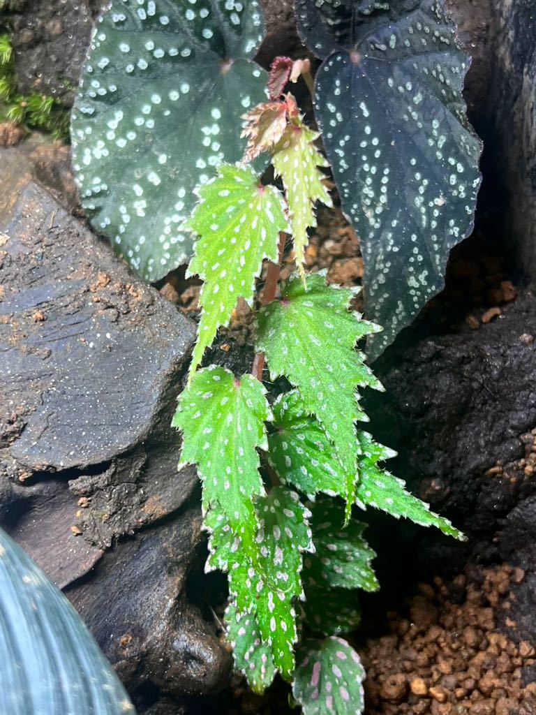 Begonia sp. Aurora,Luzon 500-600m 発根済みカット苗1株　ベゴニア/原種/パルダリウム/熱帯植物_画像2