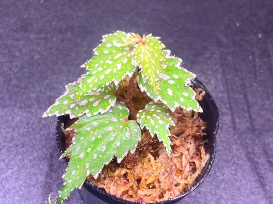 Begonia sp. Aurora,Luzon 500-600m 発根済みカット苗1株　ベゴニア/原種/パルダリウム/熱帯植物_画像1