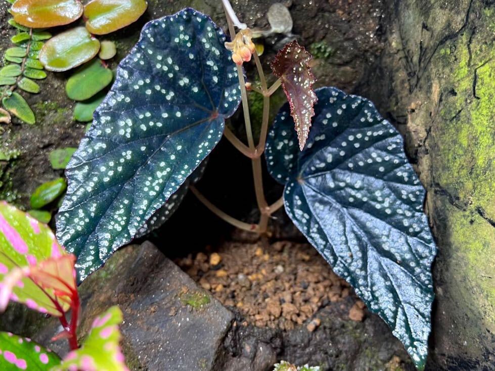 Yahoo!オークション - Begonia phoeniogramma Ⅰ ベゴニア Yahoo!オークション - Begonia phoeniogramma Ⅰ ベゴニア