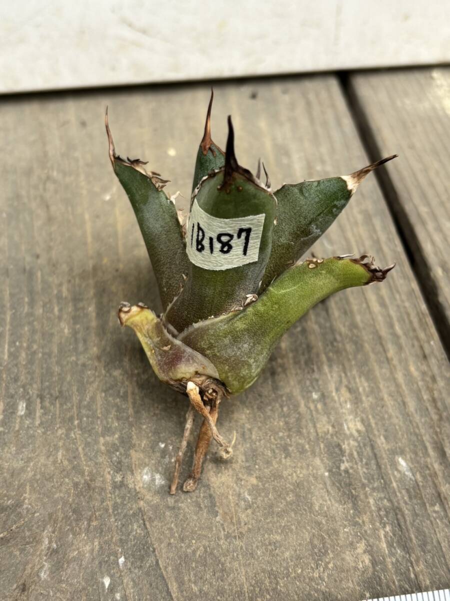 【ever plants】Agave titanota チーター 1B187_画像7