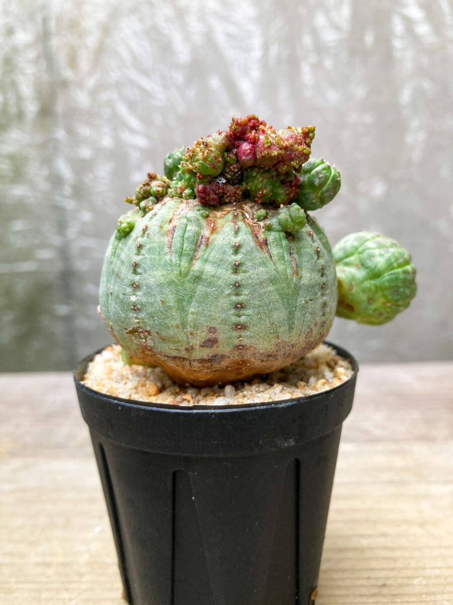 Euphorbia obesa F91【モンスト・子吹】ユーフォルビア オベサ_画像4