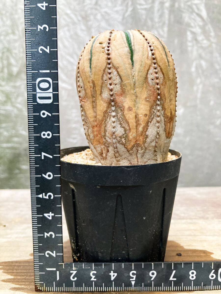 Euphorbia obesa F92【モンスト・古株】ユーフォルビア オベサ_画像9