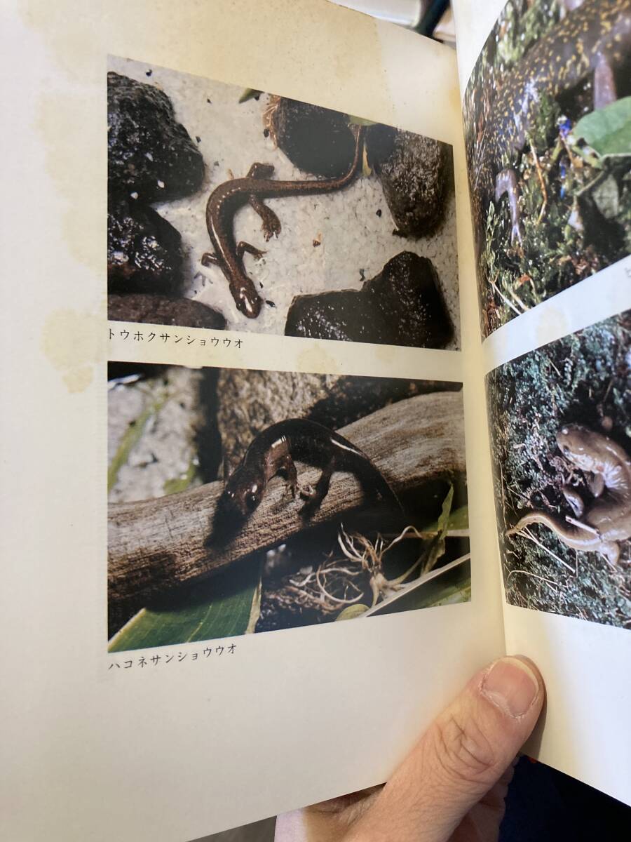 「トウキョウ サンショウウオ」 金井郁夫 自然の記録シリーズ 生活の神秘をさぐる 1974年の画像2
