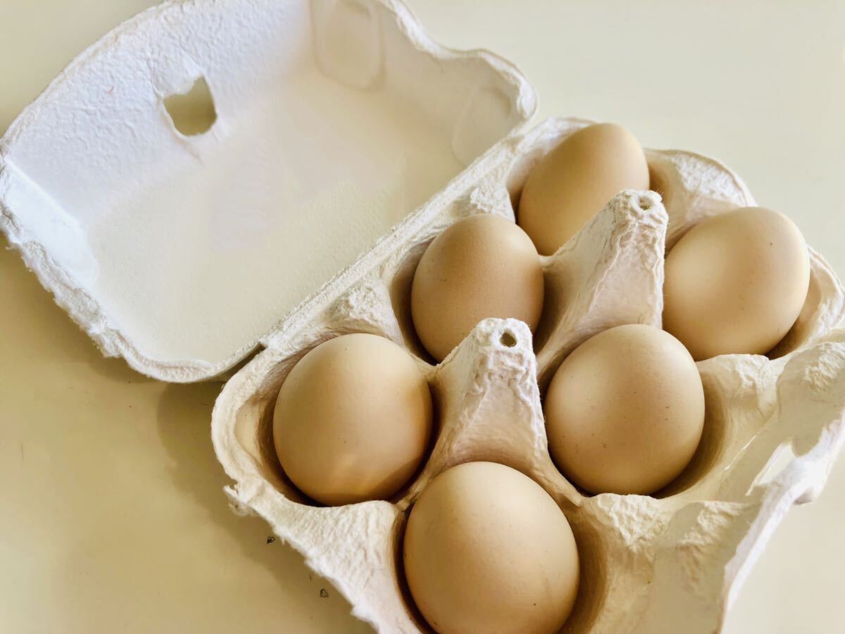 東京烏骨鶏の卵　有精卵　ニワトリ　烏骨鶏の孵化　送料無料　10個セット_画像7