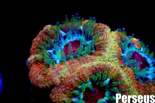 ＜Perseus＞《カクオオトゲキクメイシ×Gold》 [アクアリウム][サンゴ][海水]　_画像3