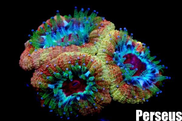 ＜Perseus＞《カクオオトゲキクメイシ×Gold》 [アクアリウム][サンゴ][海水]　_画像1