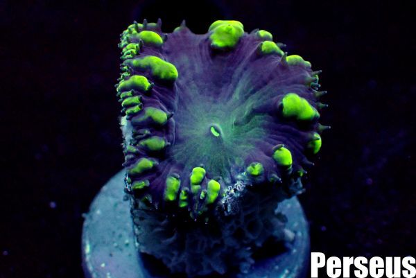 ＜Perseus＞★新入荷★《オオタバサンゴ×ライムグリーン》　[アクアリウム][サンゴ][海水]　_画像2