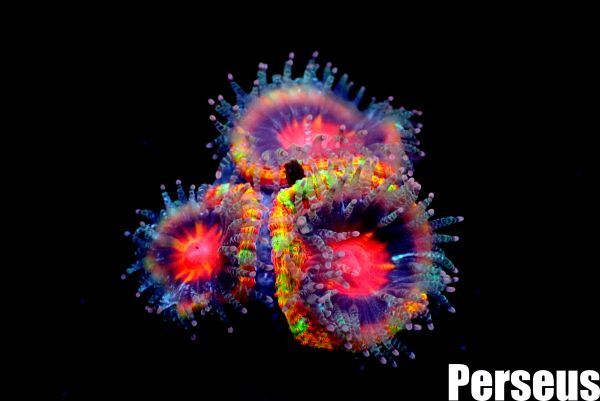 ＜Perseus＞（OG産）《カクオオトゲキクメイシ×マルチカラー》　[アクアリウム][サンゴ][海水]　_画像2