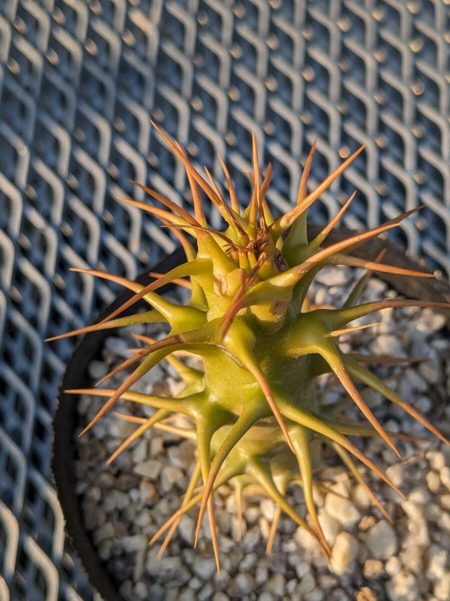 パキポディウム アンボンゲンセ コーデックス 塊根 Pachypodium グラキリス_画像4