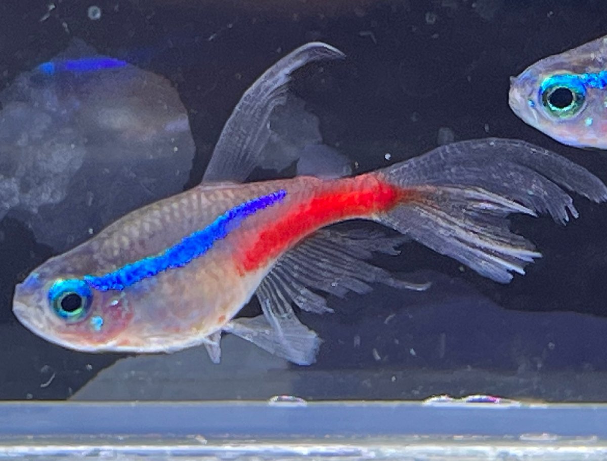  spoiler ng fins neon Tetra (EU bleed ). included approximately 3~4cm rom and rear (before and after) 