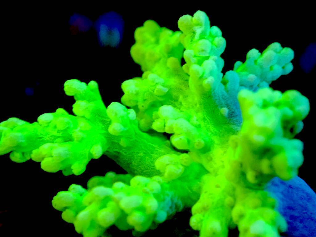 【New aquarium】【サンゴ】カワラフサトサカ メタリックグリーン Sサイズ 海水魚 サンプル画像 ソフトコーラルの画像1