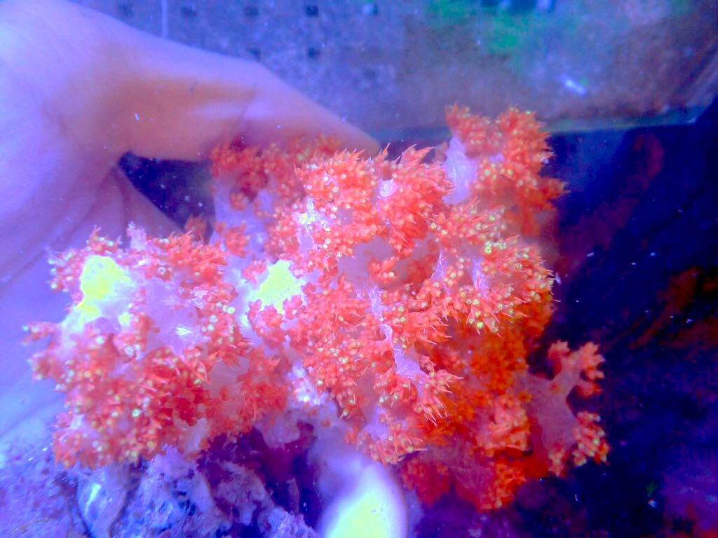 【New aquarium】【サンゴ】 オオトゲトサカ オレンジ系 Ｎｏ．6 海水魚 個体販売の画像2