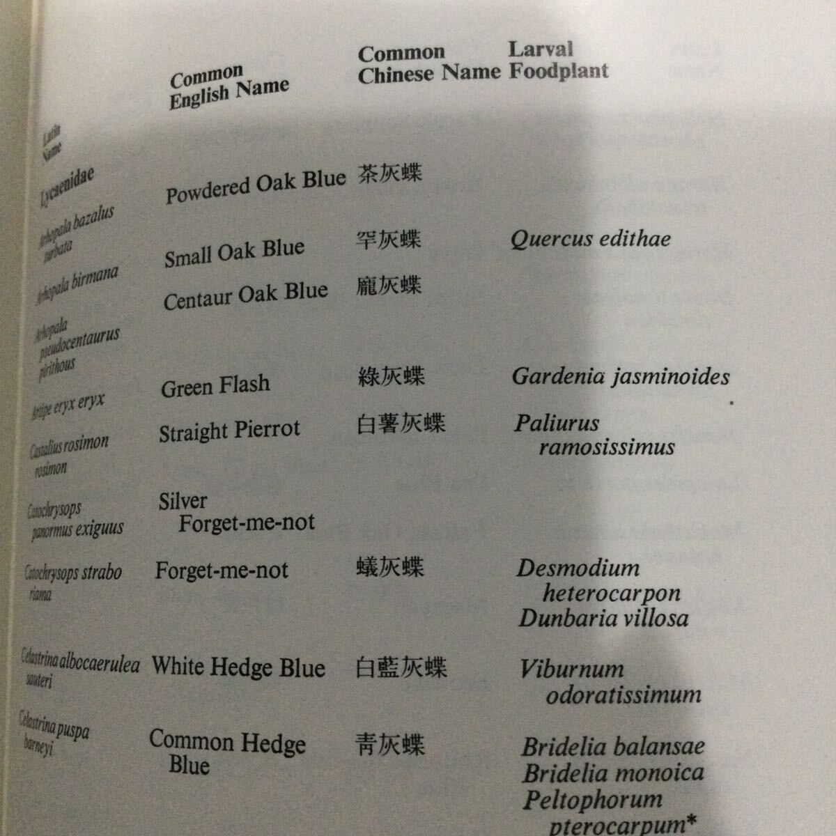 蝶 香港 図鑑 洋書 バタフライ Butterflies Butterfly - 昆虫 蝶 香港 図鑑 洋書 バタフライ Butterflies Butterfly - 昆虫