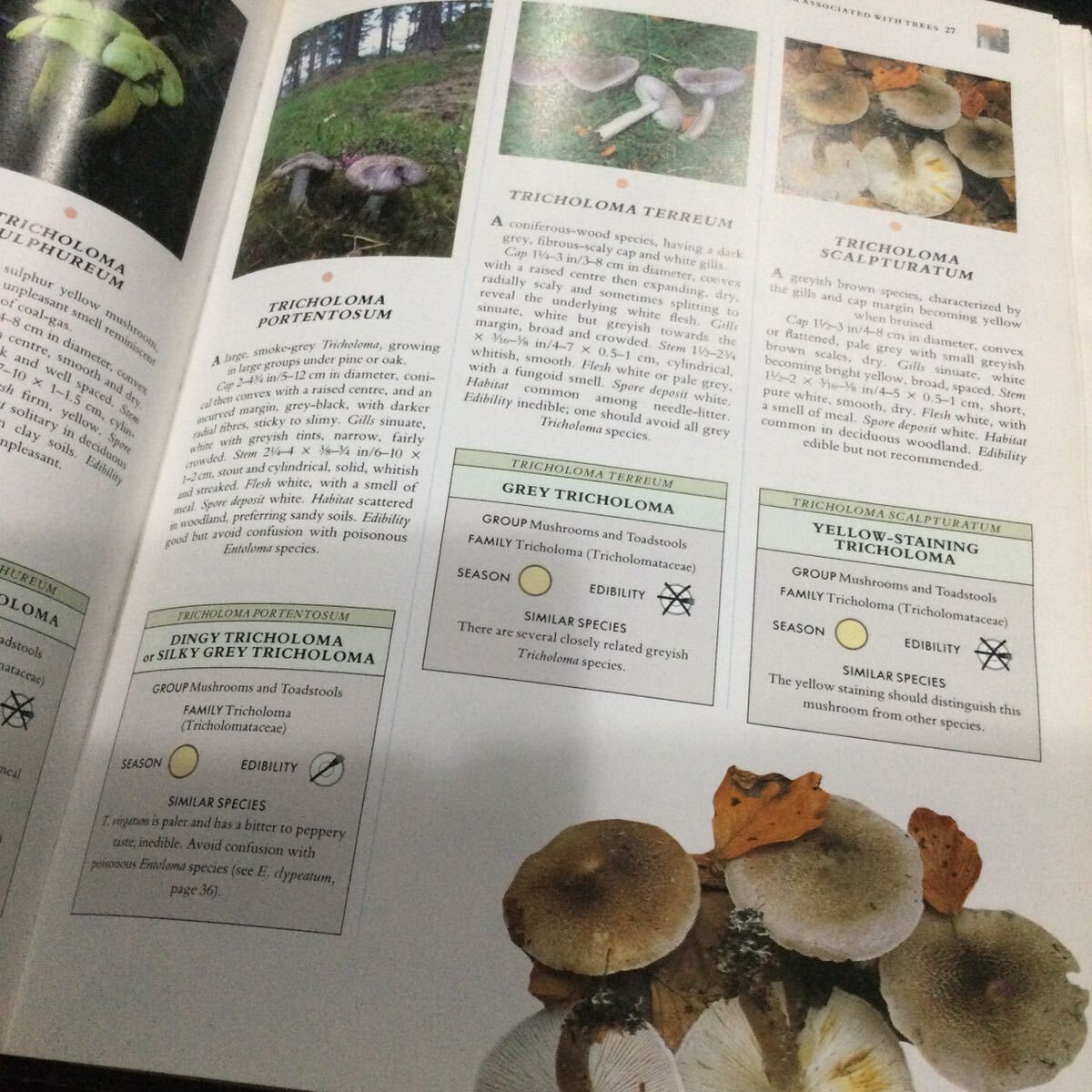 キノコ　北アメリカ　ヨーロッパ　図鑑　洋書　Mushroom マッシュルーム　写真集　植物　辞典　英語_画像9