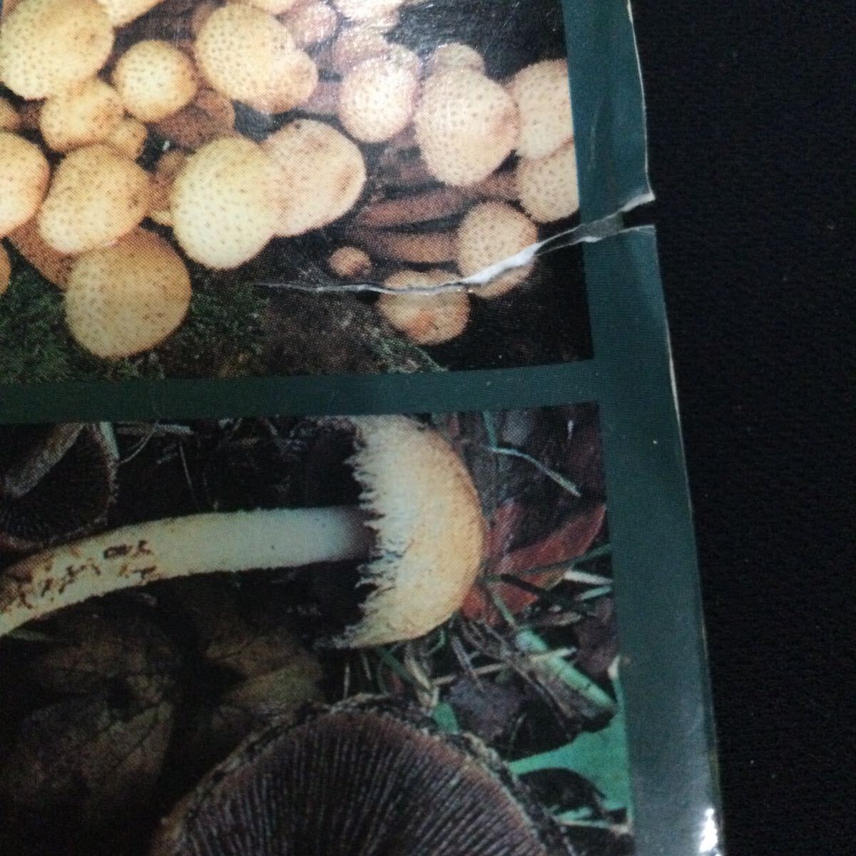 キノコ　北アメリカ　ヨーロッパ　図鑑　洋書　Mushroom マッシュルーム　写真集　植物　辞典　英語_画像4