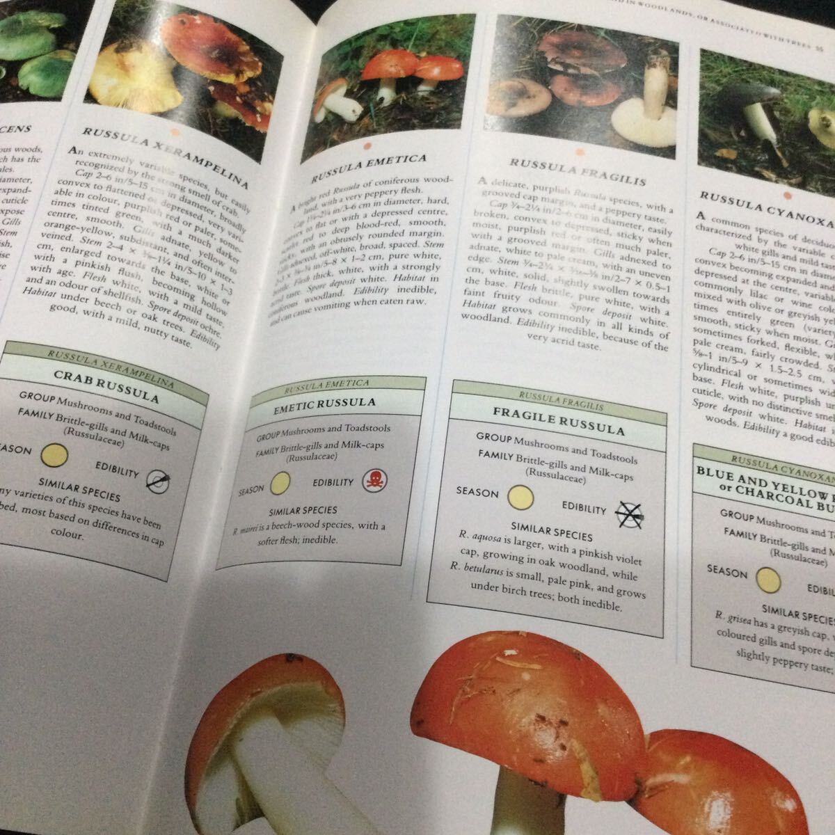 キノコ　北アメリカ　ヨーロッパ　図鑑　洋書　Mushroom マッシュルーム　写真集　植物　辞典　英語_画像10