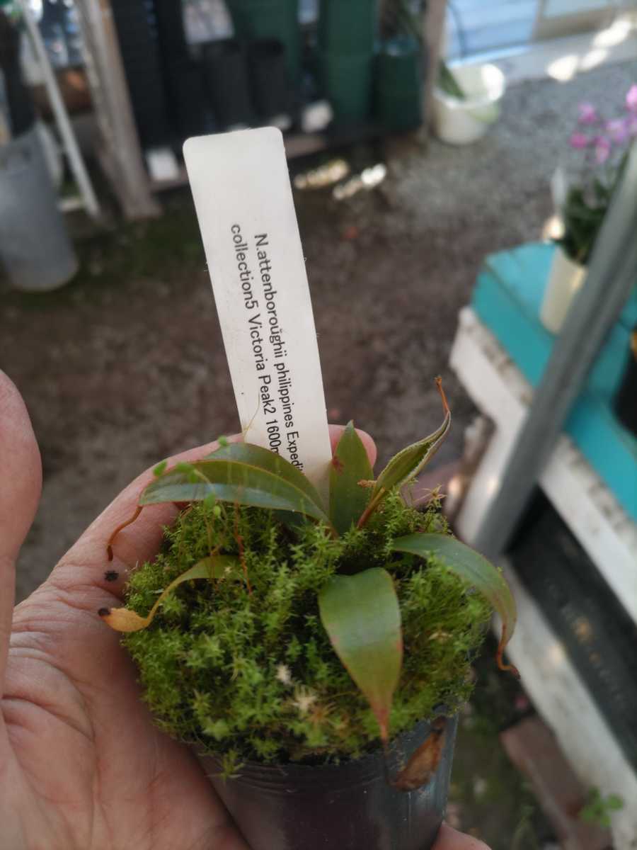 【食虫植物】アッテンボロギー　N. attenboroughii philippines Expedition collection5 Victoria Peak2 1600m Y's Lab【ウツボカズラ】_画像2