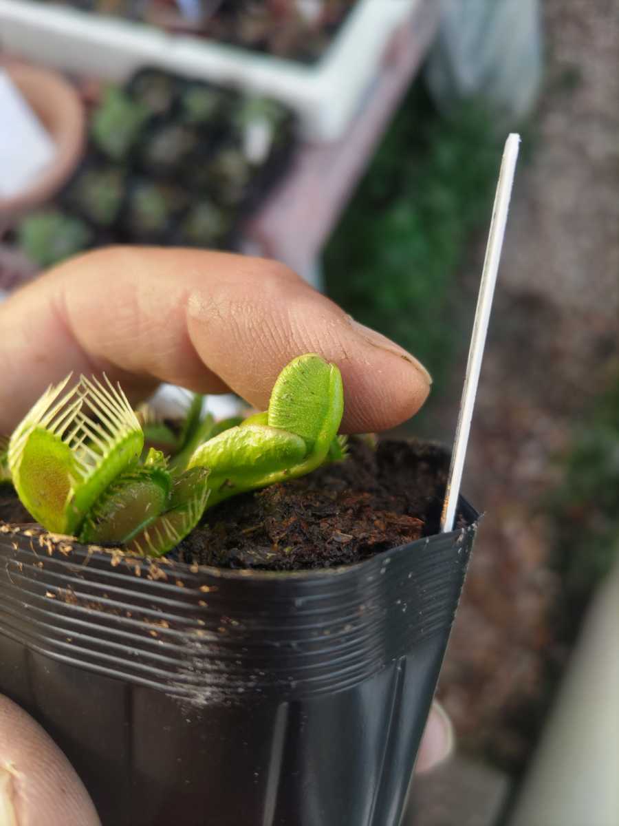 [ meal insect plant ] fly toligsa( fly toli saw ) hand .(...) Dionaea muscipula Temari[ the first appearance ]