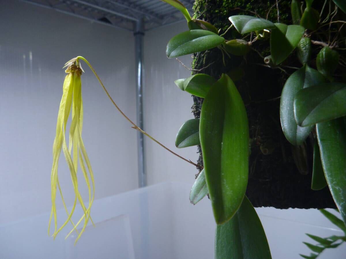 【原種洋蘭】Bulb. plumatum yellow_【参考】親株の花