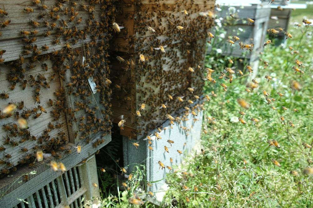 西洋ミツバチ分蜂群の誘引剤 (西洋ミツバチ用ルアー) 10個セット_こちらのルアーで誘引された西洋ミツバチ