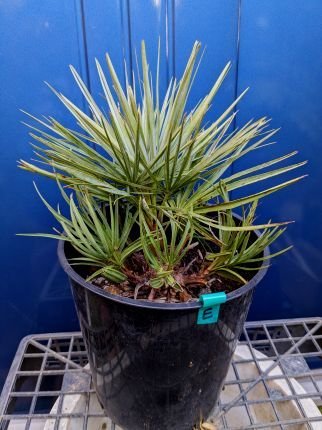 3/10撮影 現品！チャメロップス 7号◇チャメロプス フミリス セリフェラ◇Chamaerops humilis cerifera（品番GRE）【送料M】_現品撮影