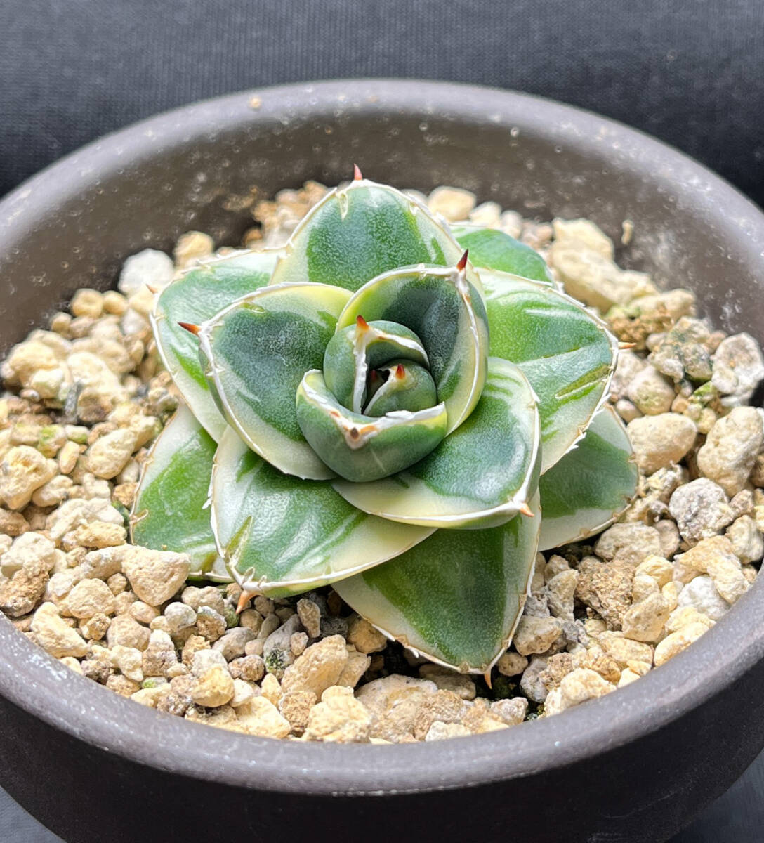 アガベ ピンキー 王妃笹の雪A型白覆輪 カキ仔（3個）付き Agave filifera 'Pinky' の画像4